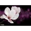 TAPET FLOARE DE MAGNOLIE PE FUNDALUL ABSTRACT - TAPET FLORI - TAPETURI