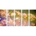 5-PIECE CANVAS PRINT FLORAL STILL LIFE - PICTURES OF NATURE AND LANDSCAPE - PICTURES