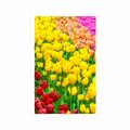 AFFICHE JARDIN PLEIN DE TULIPES - FLEURS - AFFICHES