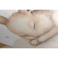 CANVAS PRINT DREAMY BUNNY - DREAMY LITTLE ANIMALS - PICTURES