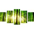 5-PIECE CANVAS PRINT LUSH GREEN FOREST - PICTURES OF NATURE AND LANDSCAPE - PICTURES