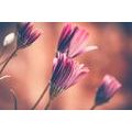 CANVAS PRINT DELICATE PINK DAISIES - PICTURES FLOWERS - PICTURES