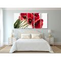 5-PIECE CANVAS PRINT BLOOMING RED TULIPS - PICTURES FLOWERS - PICTURES