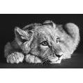 FOTOTAPETE LÖWENJUNGE IN SCHWARZ-WEISS - SCHWARZ-WEISSE TAPETEN - TAPETEN