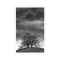 POSTER BLACK AND WHITE LONELY TREES - BLACK AND WHITE - POSTERS