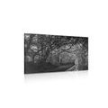 CANVAS PRINT BLACK AND WHITE FOREST - BLACK AND WHITE PICTURES - PICTURES