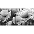 CANVAS PRINT BEAUTIFUL FIELD OF POPPIES IN BLACK AND WHITE - BLACK AND WHITE PICTURES - PICTURES