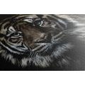 CANVAS PRINT TIGER - PICTURES OF ANIMALS - PICTURES