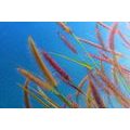 CANVAS PRINT WILD GRASS UNDER A BLUE SKY - PICTURES OF NATURE AND LANDSCAPE{% if product.category.pathNames[0] != product.category.name %} - PICTURES{% endif %}