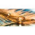 CANVAS PRINT DROP OF WATER ON A GOLDEN FEATHER - STILL LIFE PICTURES{% if product.category.pathNames[0] != product.category.name %} - PICTURES{% endif %}