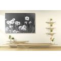 CANVAS PRINT COTTON GRASS IN BLACK AND WHITE - BLACK AND WHITE PICTURES - PICTURES