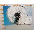 CANVAS PRINT DETAIL OF A DANDELION - PICTURES FLOWERS{% if product.category.pathNames[0] != product.category.name %} - PICTURES{% endif %}