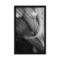 POSTER BEAUTIFUL DANDELION IN BLACK AND WHITE - BLACK AND WHITE - POSTERS