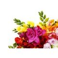 WALL MURAL BOUQUET OF FREESIAS - WALLPAPERS FLOWERS - WALLPAPERS