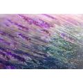 CANVAS PRINT ROMANTIC LAVENDER - PICTURES FLOWERS - PICTURES