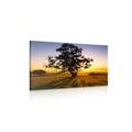 WANDBILD ALLEINSTEHENDER BAUM BEI SONNENUNTERGANG - BILDER VON NATUR UND LANDSCHAFT - BILDER