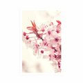 POSTER PINK CHERRY BLOSSOMS - FLOWERS - POSTERS