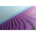 CANVAS PRINT ENDLESS LAVENDER FIELD - PICTURES OF NATURE AND LANDSCAPE - PICTURES