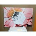 CANVAS PRINT GERBERA IN A HEXAGON - PICTURES FLOWERS - PICTURES