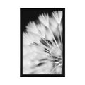 POSTER DANDELION IN BLACK AND WHITE - BLACK AND WHITE - POSTERS