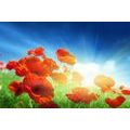 SELF ADHESIVE WALLPAPER POPPIES ON THE MEADOW - SELF-ADHESIVE WALLPAPERS - WALLPAPERS