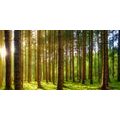 CANVAS PRINT MORNING IN THE FOREST - PICTURES OF NATURE AND LANDSCAPE - PICTURES