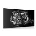 WANDBILD TIGER IN SCHWARZ-WEISS - SCHWARZ-WEISSE BILDER - BILDER