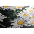 CANVAS PRINT DAISIES IN A GARDEN - PICTURES FLOWERS{% if product.category.pathNames[0] != product.category.name %} - PICTURES{% endif %}