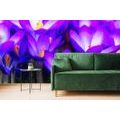 SELF ADHESIVE WALL MURAL BLOOMING PURPLE SAFFRON - SELF-ADHESIVE WALLPAPERS - WALLPAPERS