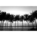 WALLPAPER SUNSET OVER PALM TREES IN BLACK AND WHITE - BLACK AND WHITE WALLPAPERS - WALLPAPERS