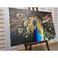 CANVAS PRINT PEACOCK IN BEAUTIFUL COLORING - PICTURES OF ANIMALS - PICTURES
