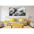 CANVAS PRINT BEAUTIFUL FIELD OF POPPIES IN BLACK AND WHITE - BLACK AND WHITE PICTURES - PICTURES