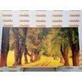 CANVAS PRINT TRAIL THROUGH THE AUTUMN FOREST - PICTURES OF NATURE AND LANDSCAPE - PICTURES