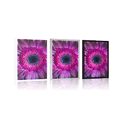 POSTER GERBERA PURPURIE - FLORI - POSTERE