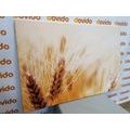 CANVAS PRINT WHEAT FIELD - PICTURES OF NATURE AND LANDSCAPE - PICTURES