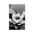 POSTER LOTUS FLOWER IN THE LAKE IN BLACK AND WHITE - BLACK AND WHITE - POSTERS