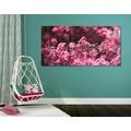 CANVAS PRINT DETAILED CHERRY BLOSSOMS - PICTURES FLOWERS - PICTURES