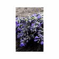 POSTER BLUMENSTRAUSS MIT LAVENDEL - BLUMEN - POSTER