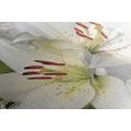 CANVAS PRINT WHITE LILY ON AN INTERESTING BACKGROUND - PICTURES FLOWERS - PICTURES