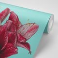 PAPIER PEINT PHOTO AUTOCOLLANT AMARYLLIS EXOTIQUES SUR FOND TURQUOISE - PAPIERS PEINTS AUTOCOLLANTS - PAPIER PEINT