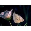 CANVAS PRINT BUTTERFLY ON A FLOWER - PICTURES OF ANIMALS{% if product.category.pathNames[0] != product.category.name %} - PICTURES{% endif %}