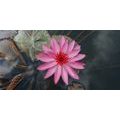 CANVAS PRINT CHARMING LOTUS FLOWER - PICTURES FLOWERS - PICTURES