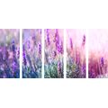 5-PIECE CANVAS PRINT MAGICAL LAVENDER FLOWERS - PICTURES FLOWERS - PICTURES