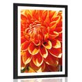 AFFICHE AVEC MONTURE DAHLIA ORANGE - FLEURS - AFFICHES