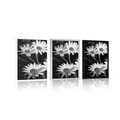 POSTER DAISIES IN THE GARDEN IN BLACK AND WHITE - BLACK AND WHITE - POSTERS