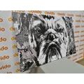 CANVAS PRINT BULLDOG IN BLACK AND WHITE - BLACK AND WHITE PICTURES - PICTURES