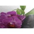 WANDBILD LILA ORCHIDEE IM ZEN-STILLLEBEN - BILDER MIT FENG SHUI-MOTIVEN - BILDER