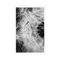 POSTER DANDELION SEED IN BLACK AND WHITE - BLACK AND WHITE - POSTERS