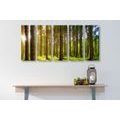 5-PIECE CANVAS PRINT MORNING IN THE FOREST - PICTURES OF NATURE AND LANDSCAPE - PICTURES