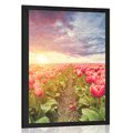 POSTER SONNENAUFGANG ÜBER DER WIESE MIT TULPEN - BLUMEN - POSTER